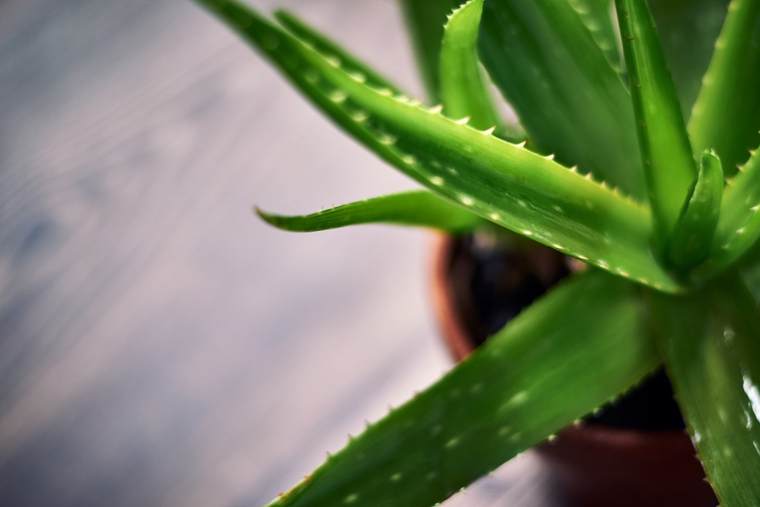 Aloe Vera Aloe Vera