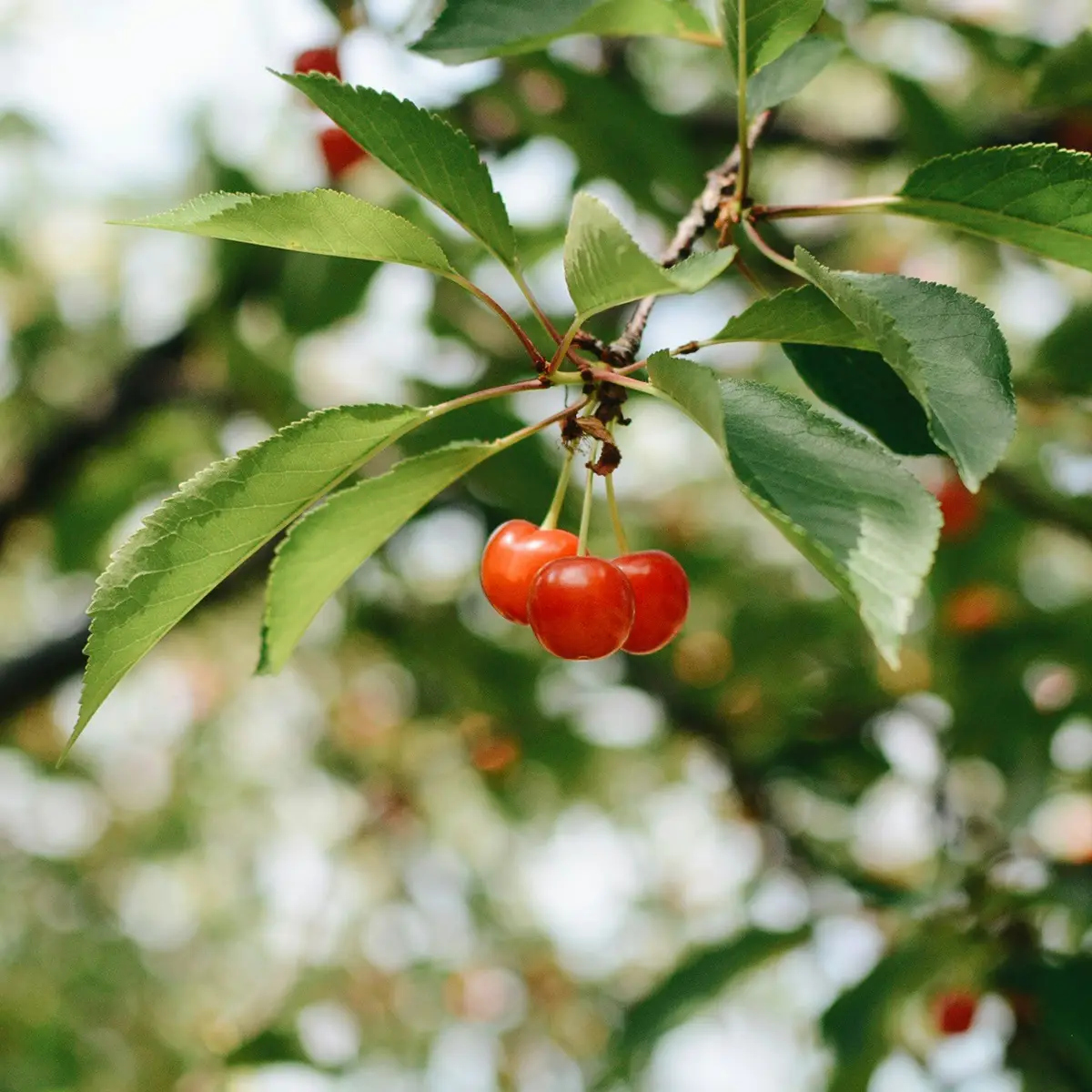 Cereza Cereza