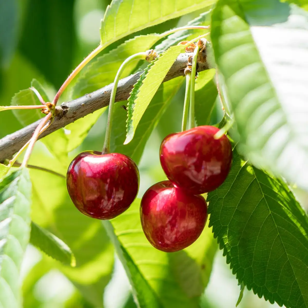 Cereza Cereza