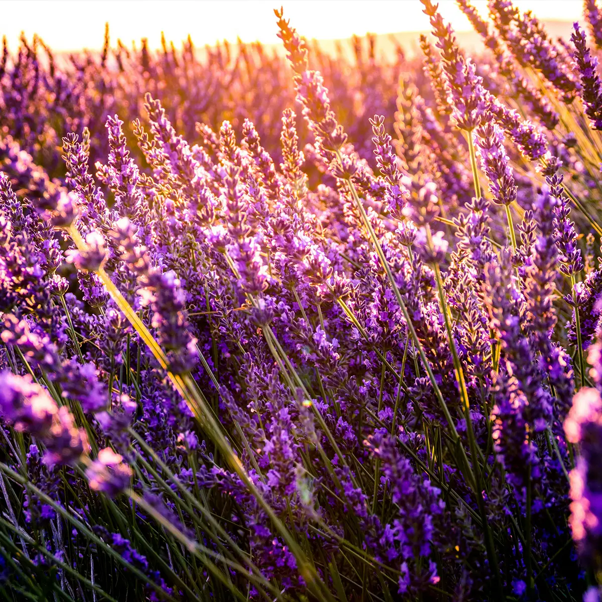 Lavanda Lavanda