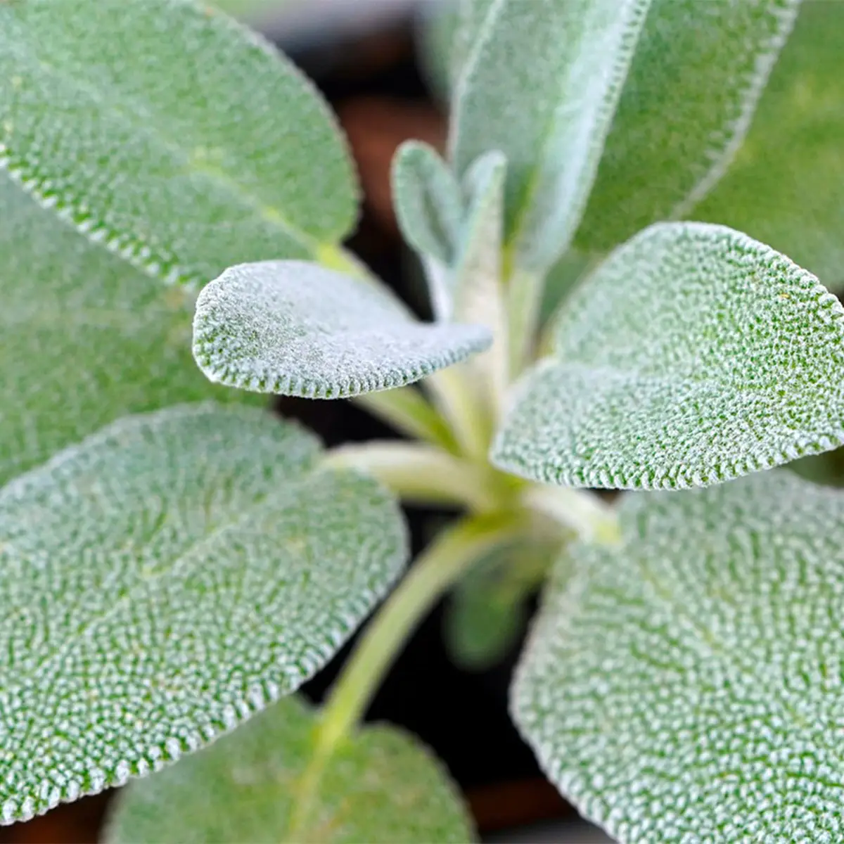 Salvia Salvia