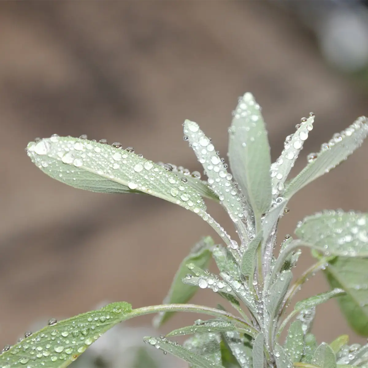 Salvia Salvia