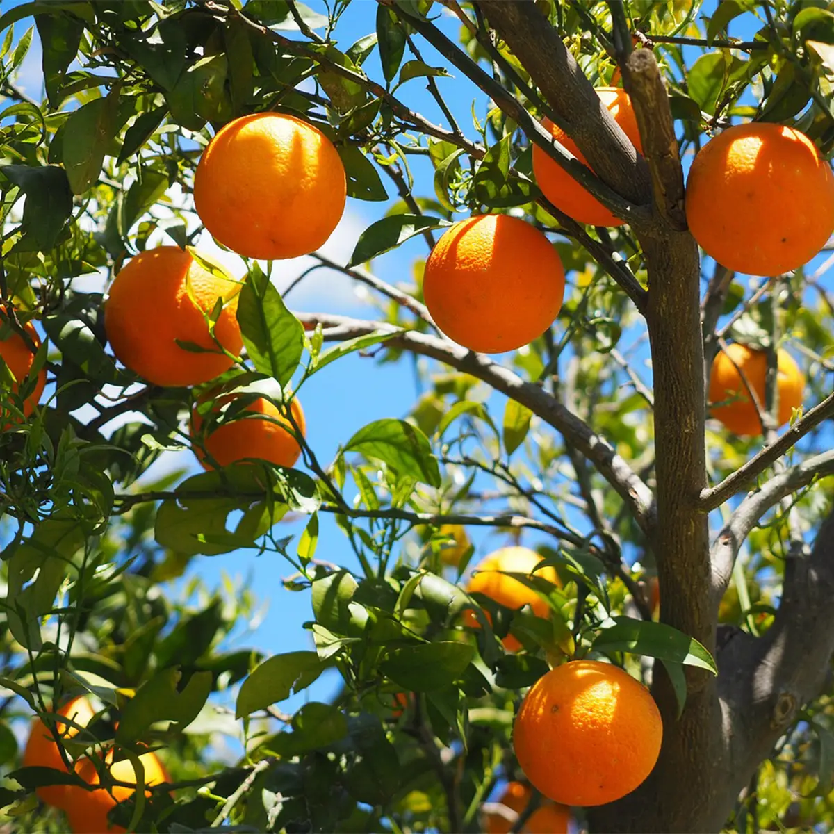 Células madre de naranja Células madre de naranja