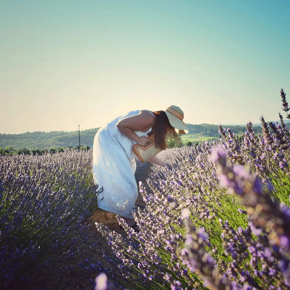Lavanda Lavanda
