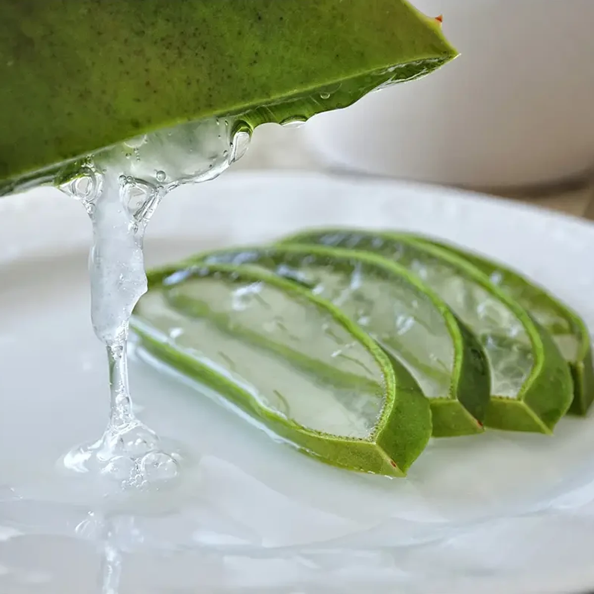 Aloe Vera Aloe Vera